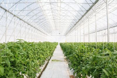 Cum alegi folia pentru solar? Ghid complet despre grosime, durabilitate, lumină și protecție termică